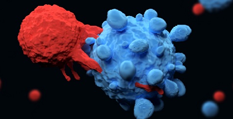 Flagellin Engineering Enhances CAR-Tcell Function by Reshaping Tumor Microenvironment in Solid Tumors