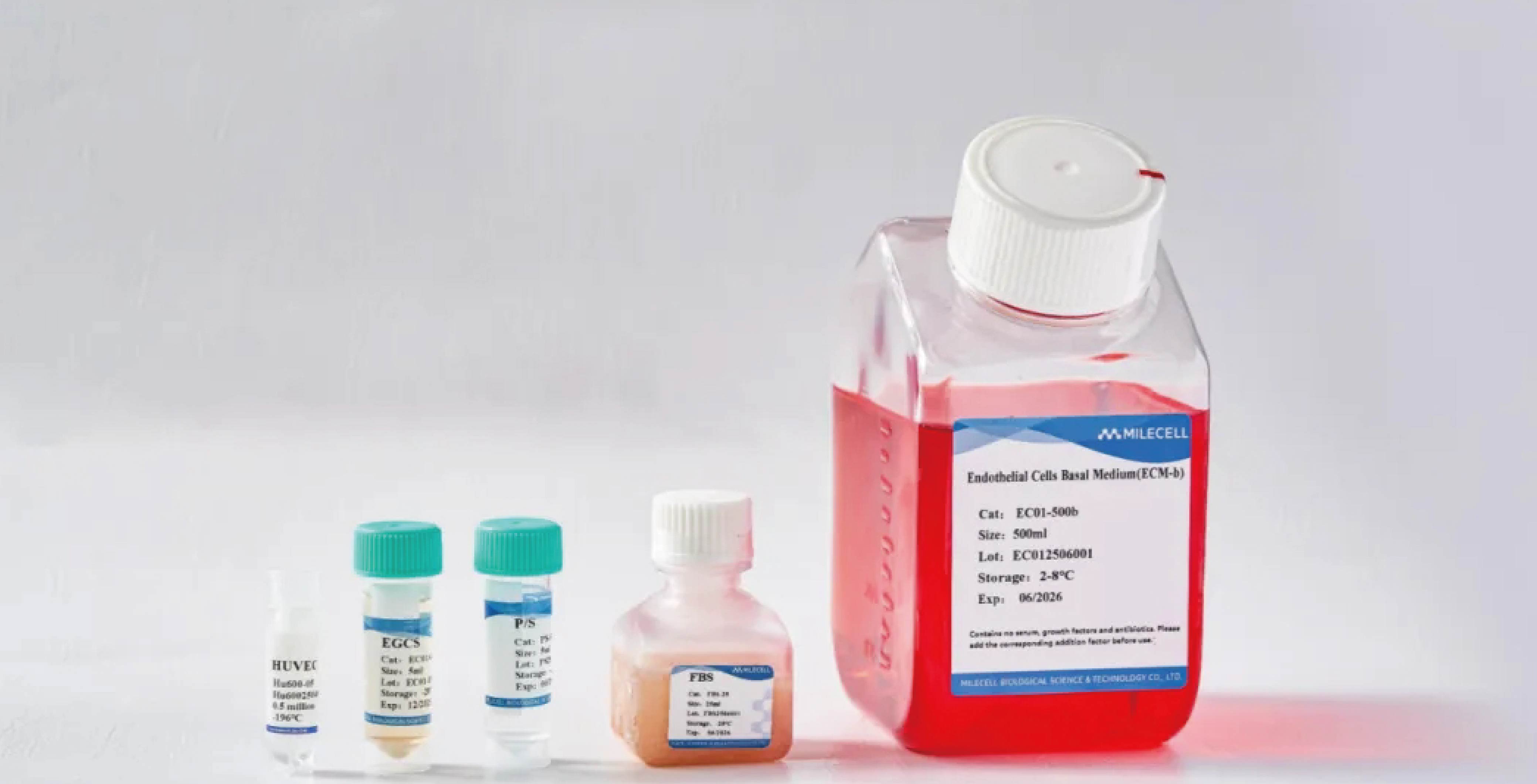 原代HUVEC核心实验的代次选择与应用指南