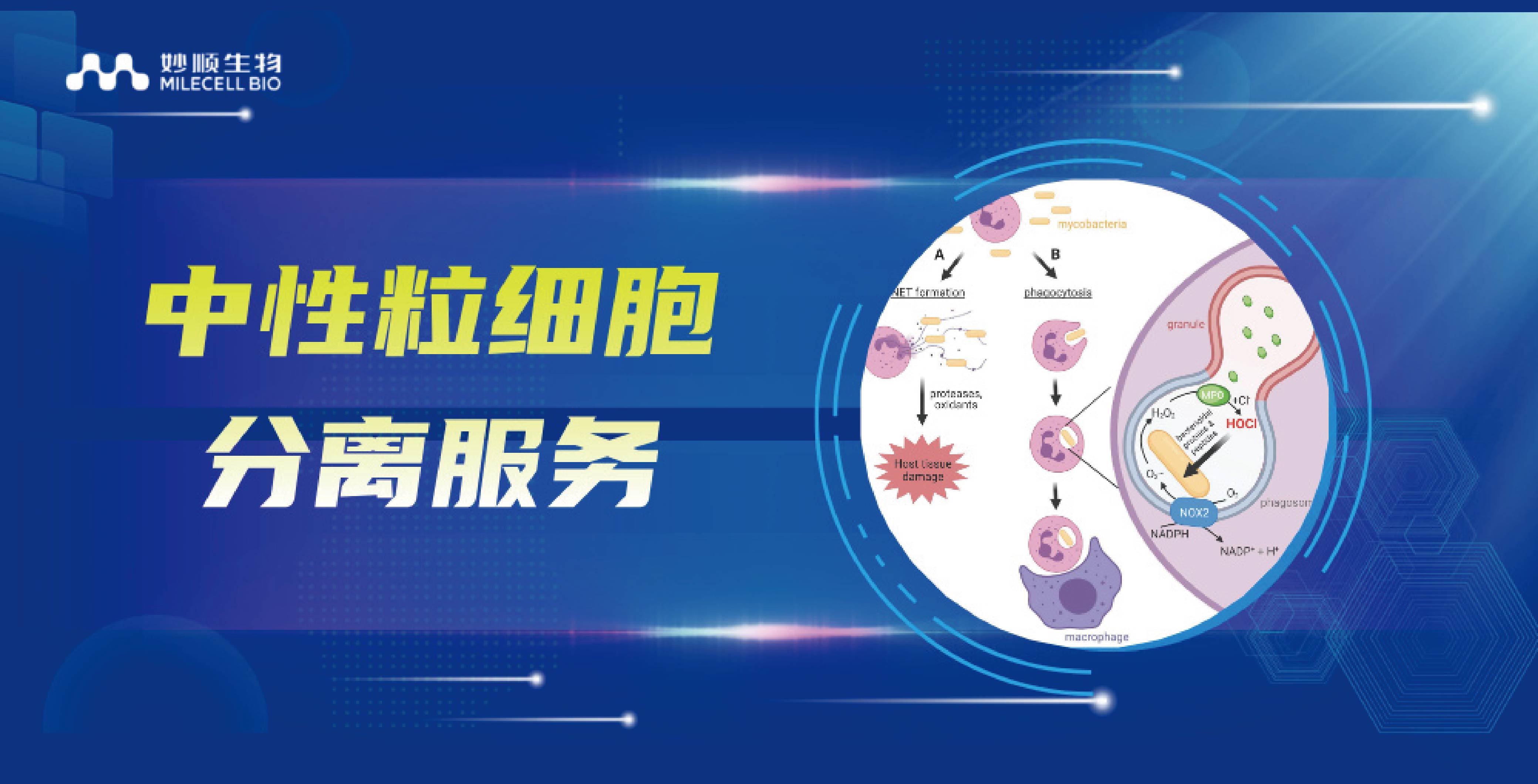 妙顺生物|中性粒细胞分离服务