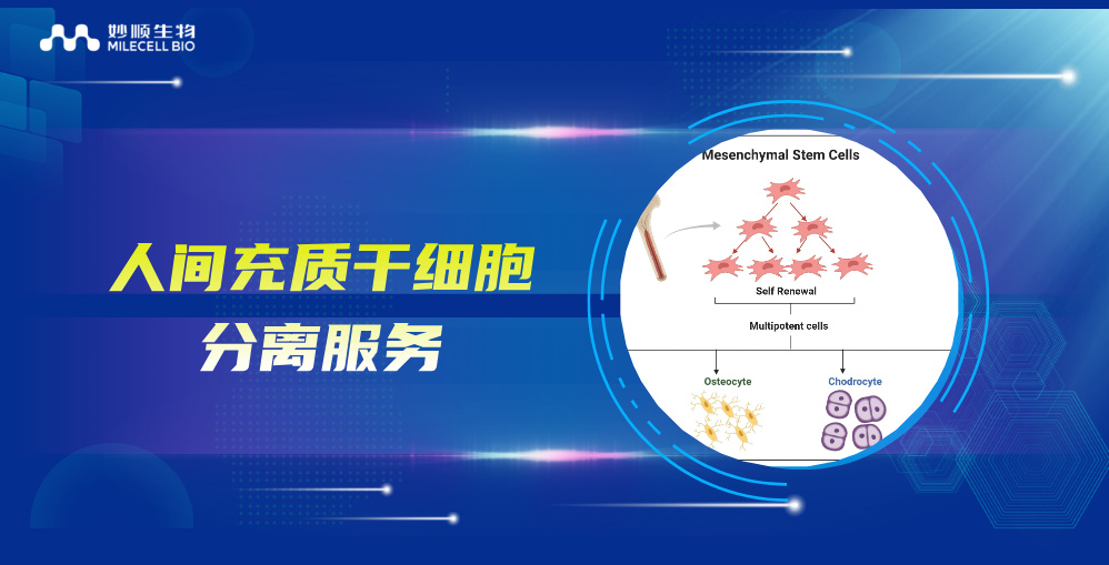 新品上市｜妙顺生物推出人间充质干细胞分离服务