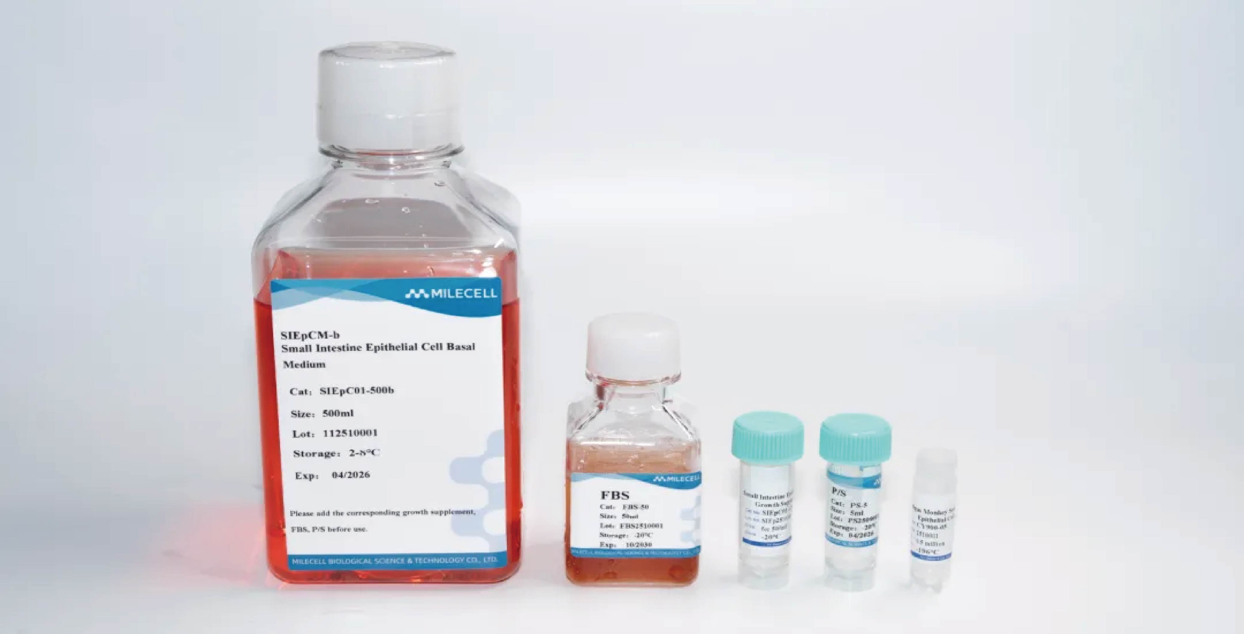 新品上市｜肠上皮细胞：窥探肠道健康的“微观守护者”