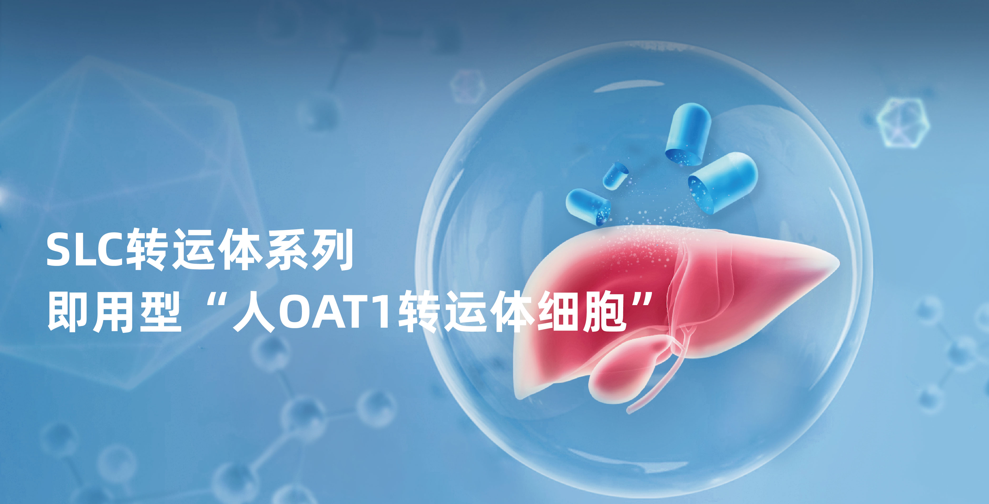 SLC转运体系列（一）即用型“人OAT1转运体细胞”重磅上线！