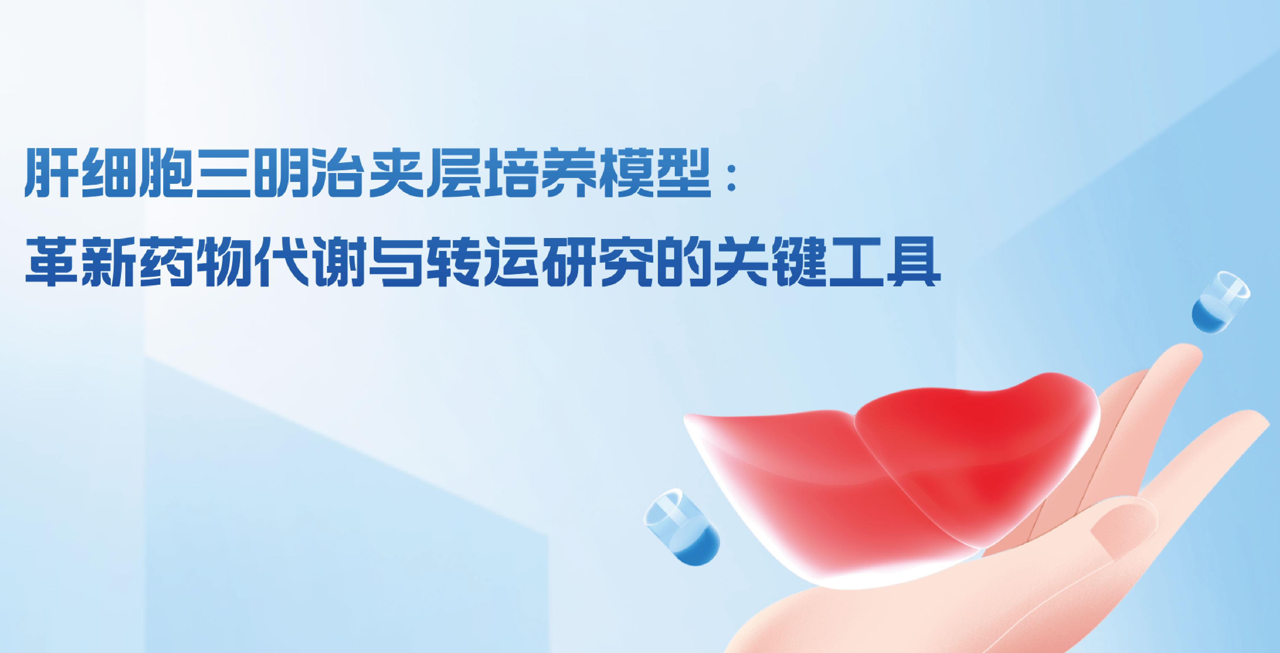 肝细胞三明治夹层培养模型：革新药物代谢与转运研究的关键工具