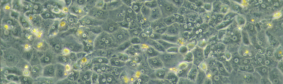 妙顺资讯｜妙顺生物参加生命科学探索论坛暨嘉铭巢生上海中心启动仪式！(图11)