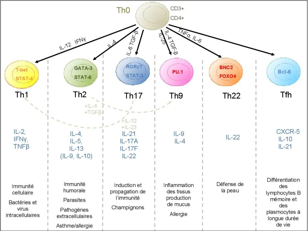 Th细胞亚群功能与临床疾病(图2)