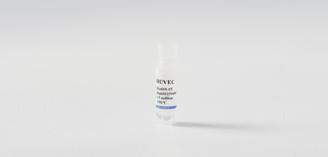 原代HUVEC核心实验的代次选择与应用指南(图3)