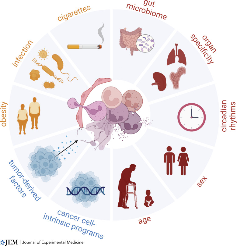 妙顺生物|中性粒细胞分离服务(图1)