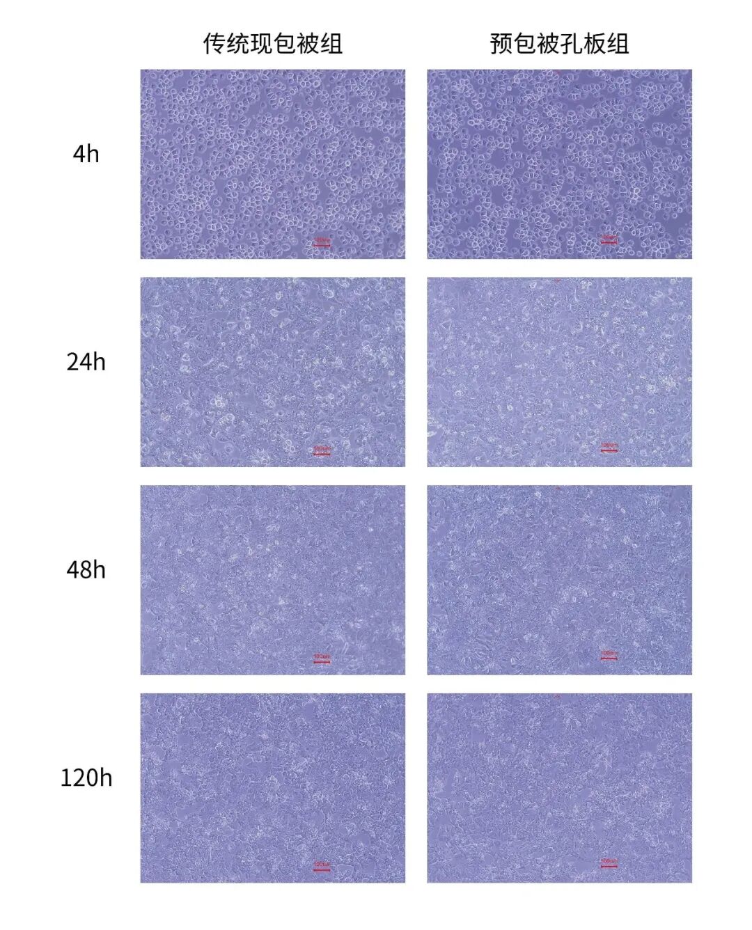 实验时间告急?这款预包被板让肝细胞培养“贴”然自若!(图3)