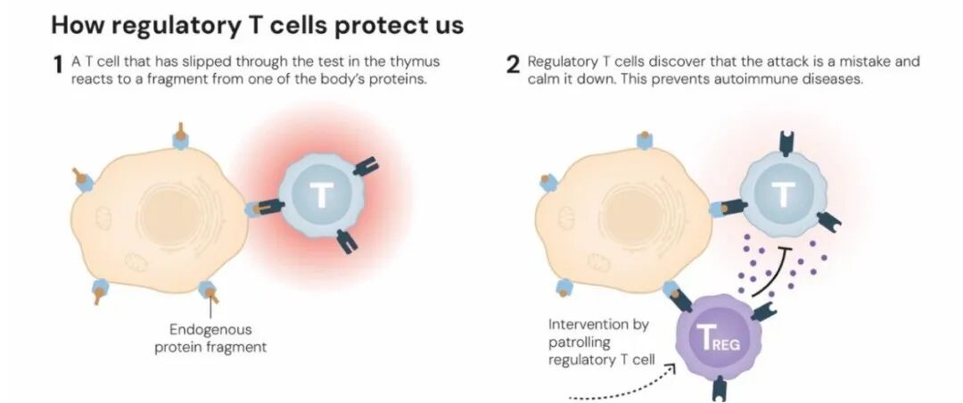 2025年诺贝尔生理学或医学奖：解密机体免疫卫士的奥秘(图1)