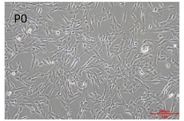 新品上市｜妙顺生物推出人间充质干细胞分离服务(图2)