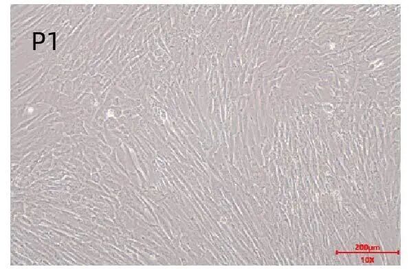 新品上市｜妙顺生物推出人间充质干细胞分离服务(图3)