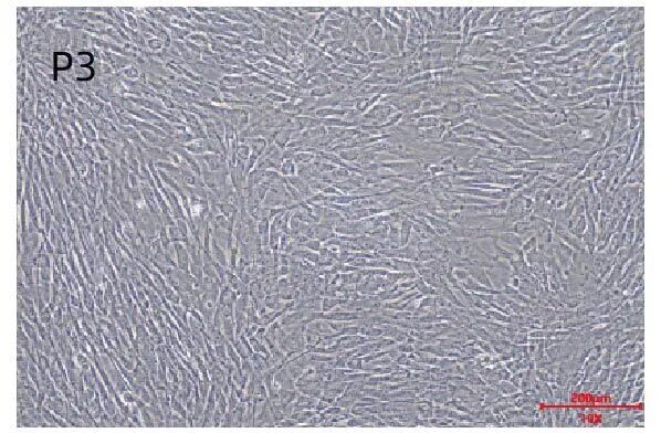 新品上市｜妙顺生物推出人间充质干细胞分离服务(图5)