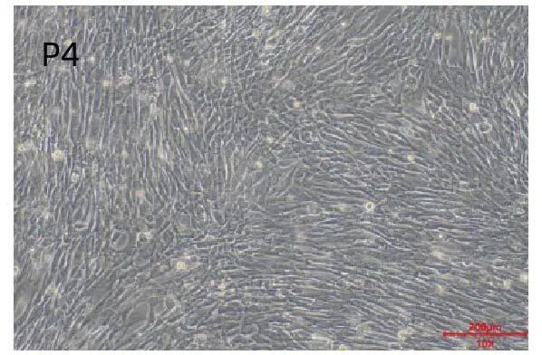 新品上市｜妙顺生物推出人间充质干细胞分离服务(图6)
