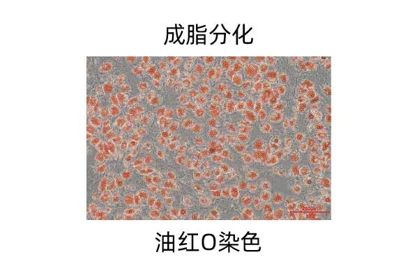 新品上市｜妙顺生物推出人间充质干细胞分离服务(图10)