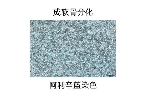 新品上市｜妙顺生物推出人间充质干细胞分离服务(图12)