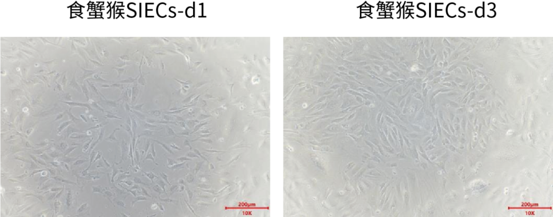 新品上市｜肠上皮细胞：窥探肠道健康的“微观守护者”(图3)