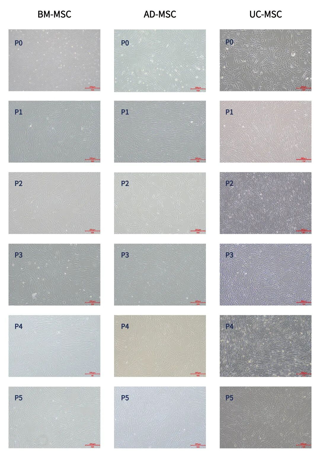 新品上市|妙顺生物推出人间充质干细胞分离服务(图2)