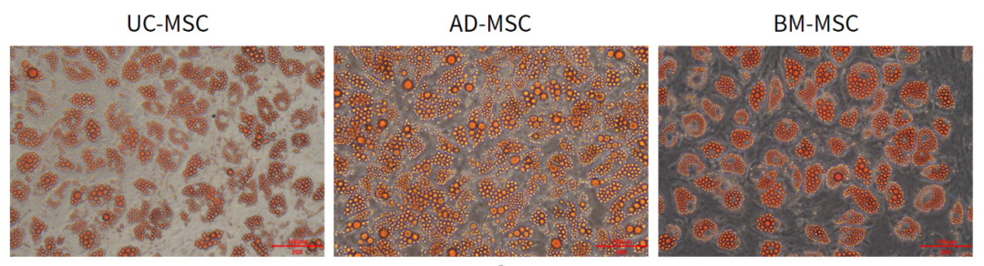 新品上市|妙顺生物推出人间充质干细胞分离服务(图5)