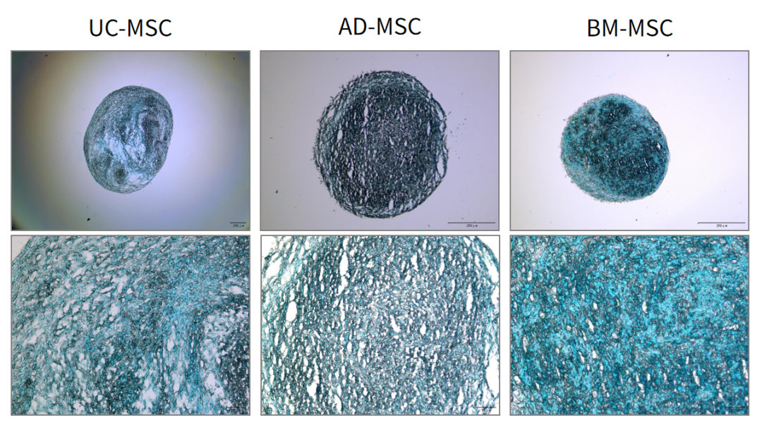 新品上市|妙顺生物推出人间充质干细胞分离服务(图7)