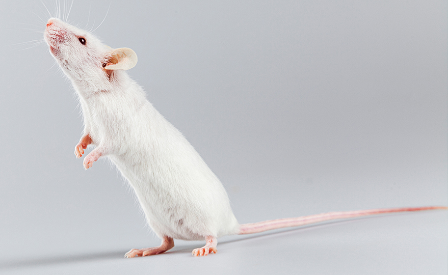 新品上市|PBMC NOG-dKO 小鼠体内建模验证服务(图1)